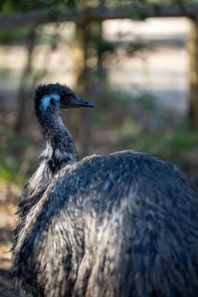 Shallow Focus Vertical Shot Emu Bird Australia Tallest Native Bird — Stock Photo, Image
