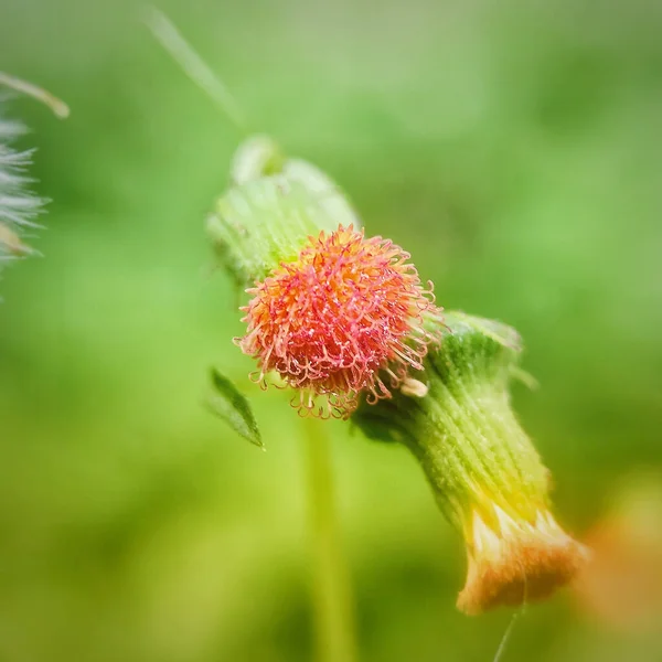 Eine Nahaufnahme Von Crassocephalum Crepidioides Blume Auf Verschwommenem Hintergrund — Stockfoto