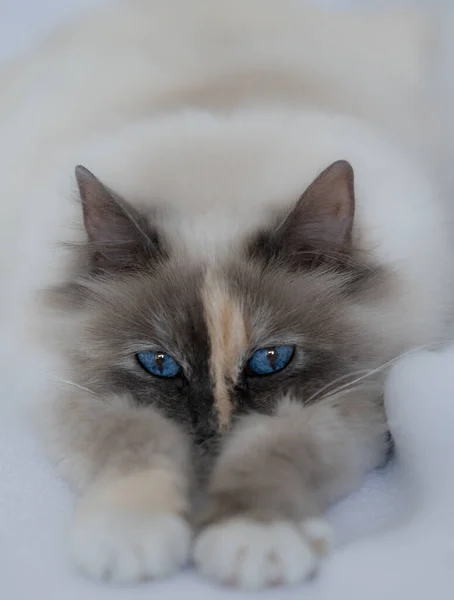 Ett Porträtt Bedårande Ragdoll Katt Liggande Den Mjuka Filten — Stockfoto