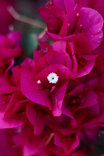 Bahçedeki Güzel Pembe Begonvilli Çiçeklerin Dikey Çekimi — Stok fotoğraf
