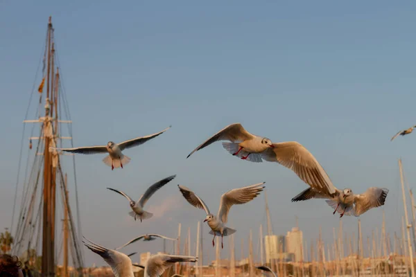 Goéland Tête Noire Chroicocephalus Ridibundus Volant Dans Port Barcelone Espagne — Photo