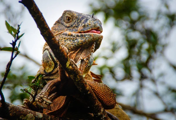 Uma Vista Panorâmica Uma Iguana Verde Deitada Galho Madeira Fundo — Fotografia de Stock