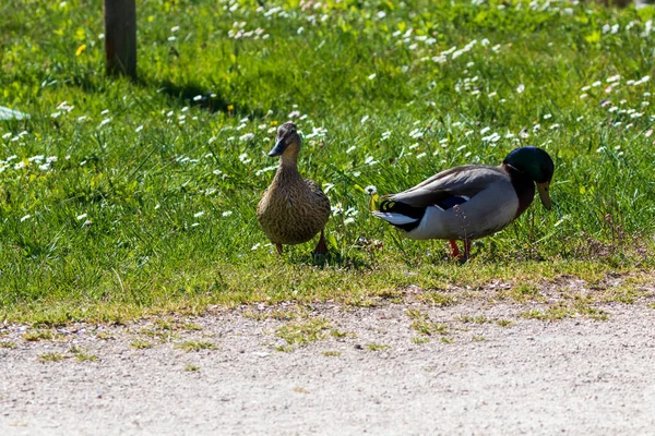 Primer Plano Patos Campo Verde Con Dientes León Mañana —  Fotos de Stock