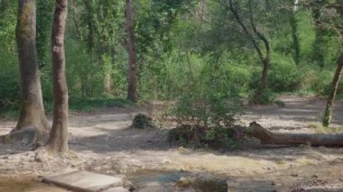 Ormanın içinden akan bir nehir