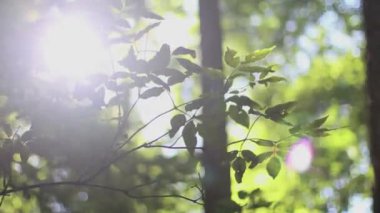 Kalimantan Timur, Endonezya 'daki yaz ormanlarının yeşil renkleri