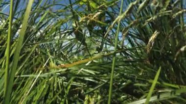 Güneşli bir günde ormanın manzarası