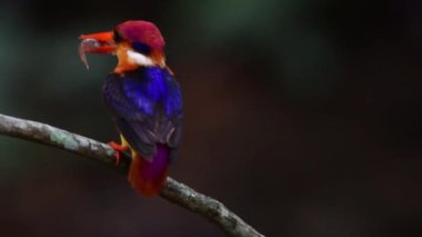 Siyah sırtlı balıkçı bir derenin üzerine tünemiş ve balık yakalıyor.