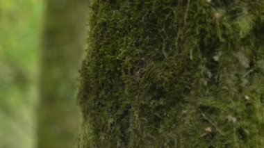 Kalimantan Timur, Endonezya 'daki yaz ormanlarının yeşil renkleri