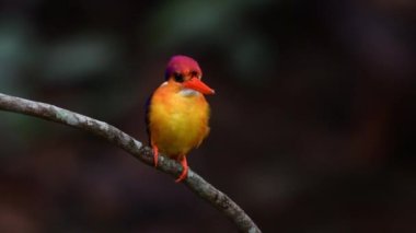 Siyah sırtlı balıkçı bir derenin üzerine tünemiş ve balık yakalıyor.