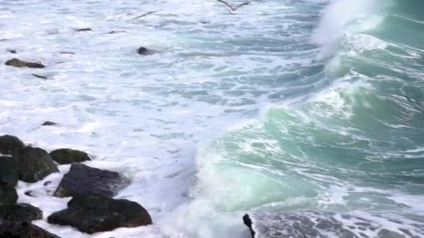 Die Möwe Schlummert Auf Dem Wasser — Stockvideo