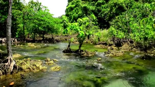 Fiume Nei Colori Verdi Della Foresta Estiva Kalimantan Timur Indonesia — Video Stock