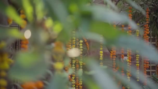 Oranžové Žluté Květinové Girlandy Visící Větví — Stock video