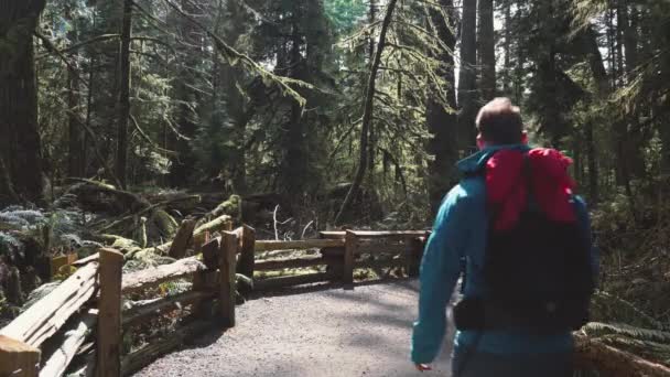 Adventurous Male Hiker Hiking Cathedral Grove Forest Vancouver Island — Stock Video