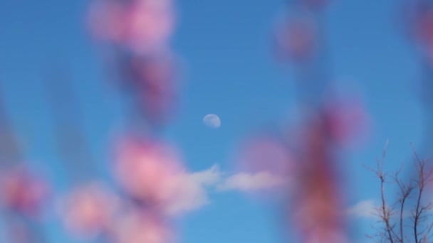 Une Vue Lune Depuis Les Branches Florissantes Des Arbres — Video