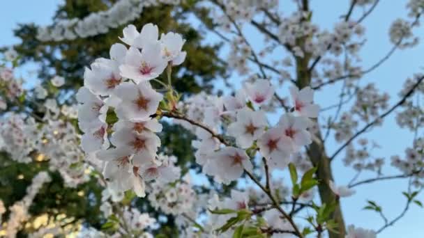 在枝头绽放的樱花的近景 — 图库视频影像