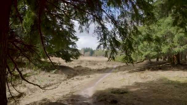 Güneşli Bir Günde Evertsbos Ulusal Ormanı Nda Yeşil Dev Köknar — Stok video