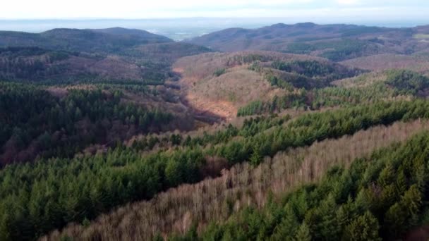 Hava Aracı Odenwald Ormanındaki Kuru Kozalaklı Ağaçların Üzerinden Uçuyor — Stok video