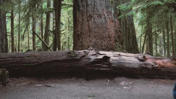 Caminhante Aventureiro Sexo Masculino Olhando Para Árvore Sequoia Velha Gigante — Vídeo de Stock