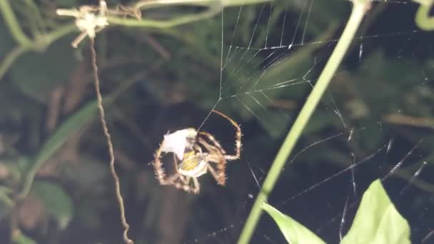 Sebuah Closeup Laba Laba Menangkap Serangga Dalam Jaring Dan Membungkusnya — Stok Video