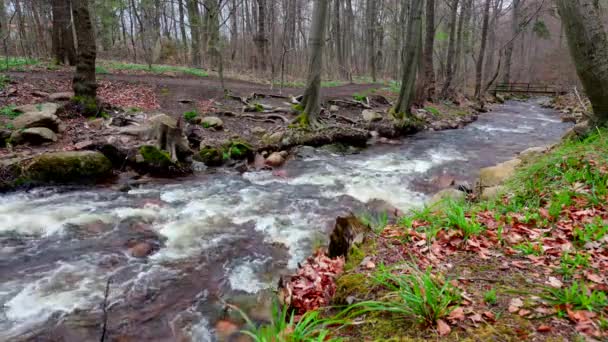 Aerial View Flowing River Surrounded Growing Trees Forest — Stock Video