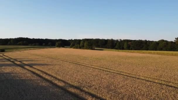 夏の日没時に麦畑上空を飛行する無人機 大麦が収穫されようとしている — ストック動画