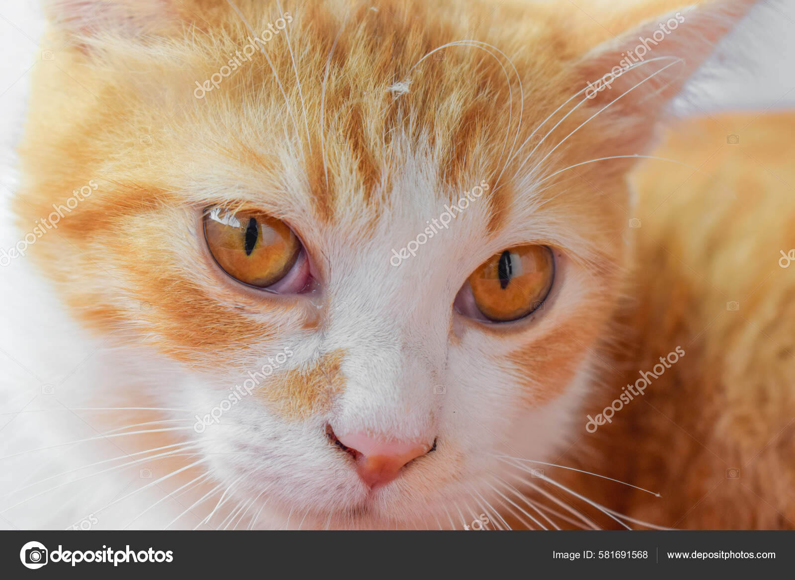 一个可爱的爪哇猫脸的特写——图库图片© wirestock_creators #581691568, image size:1600x1167
