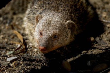 Parkta güzel çizgili bir firavun faresi.