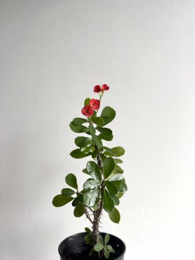 Saksıdaki kırmızı çiçeğin dikey görüntüsü