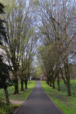 Halkın Limerick City, İrlanda 'da park ettiği yolda dikey bir ağaç görüntüsü.