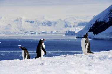 Antarktika 'daki güzel gentoo penguenlerinin manzarası