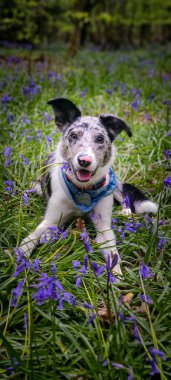 Çimlerin üzerinde yatan sevimli bir köpeğin dikey görüntüsü.
