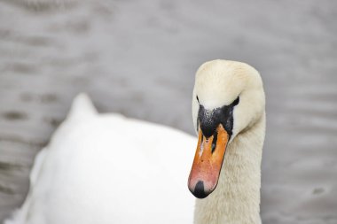 Gölün sularında yüzen beyaz bir kuğunun yakın çekimi.