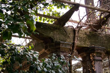 Sarmaşıklar, yosunlarla kaplı eski bir ahşap yapının üzerinde yavaşça büyüyorlar.