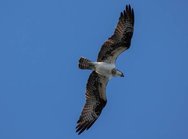 Güneşli bir günde açık mavi gökyüzünde uçan bir kartal kuşunun alçak açılı görüntüsü.