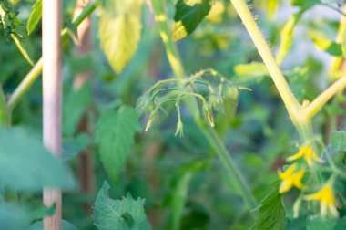 Domates çiçekleri küçük domateslere dönüşmeye başlıyor.