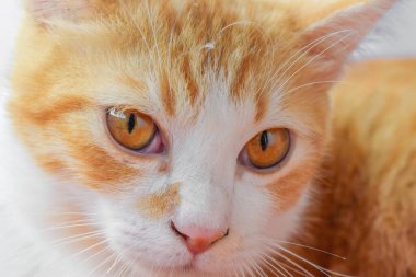 Sevimli bir Java kedisine yakın çekim.