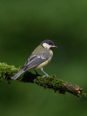 A vertical selective focus shot of a Great Tit bird sitting on a branch covered with green moss