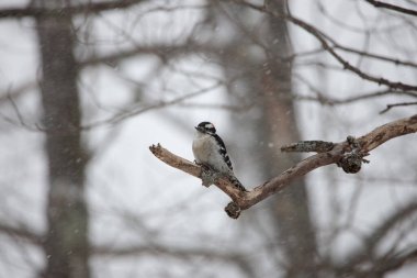 Karlı bir kış gününde bir dalın üzerine tünemiş sevimli siyah beyaz bir kuşun yakın çekimi.