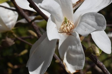 Güneşin altında canlı beyaz bir manolya