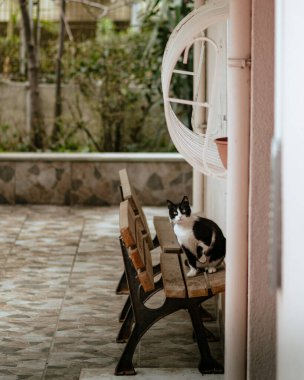 Tahta bir bankta, bir binaya karşı meraklı bir kedi.