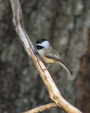 Daldaki siyah başlıklı piliç Poecile atricapillus 'un dikey yakın çekimi. Sığ odak.