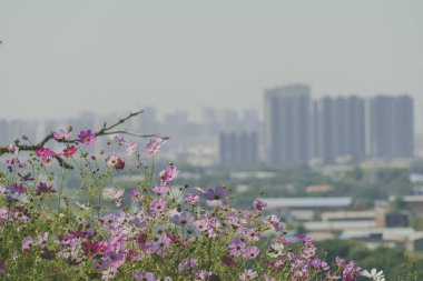 Güneşli bir günde tarlada yetişen güzel pembe çiçeklerin manzarası.