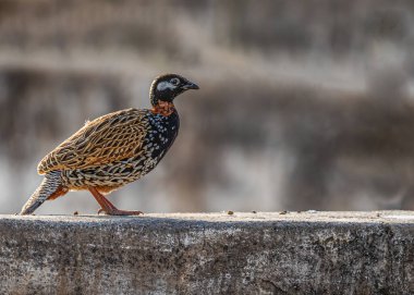 Siyah bir Francolin 'in (Francolinus Francolinus) bir duvarda dikilirken yakın plan çekimi.