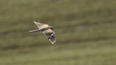 Havada uçan Kerkenez 'in yakın çekimi.