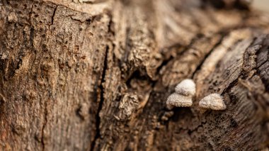 Ağacın yüzeyindeki şizofreni topluluğuna yakın çekim. Seçili odak.
