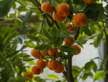 Ağaçtan sarkan Mandarin meyvelerinin seçici odak noktası.