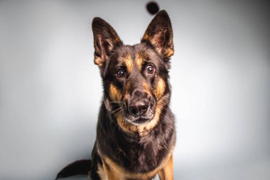 Beyaz bir arka planda izole edilmiş, oturan bir Alman çoban köpeğinin yakın plan fotoğrafı.