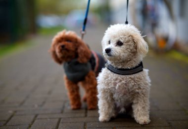 Almanya 'daki Mini Pudels, Sachsen-Anhalt, Halle