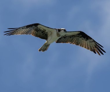 Güneşli bir günde mavi gökyüzünde uçan bir Osprey kuşunun düşük açılı görüntüsü.