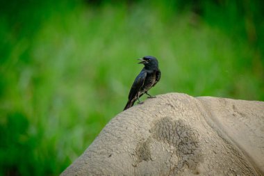 Nepal 'deki Chitwan Ulusal Parkı' nda bir gergedanın arkasına tünemiş bir kuş.